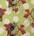 Tula Pink - Curiouser  and Curiouser 8201-111 1m